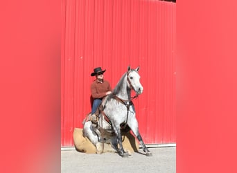 American Quarter Horse, Wałach, 7 lat, Siwa jabłkowita