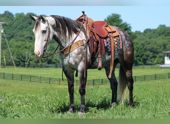 American Quarter Horse, Wałach, 7 lat, Siwa jabłkowita