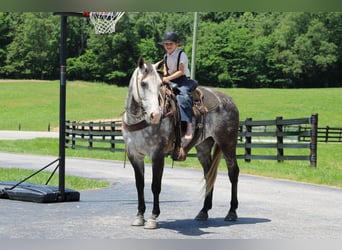 American Quarter Horse, Wałach, 7 lat, Siwa jabłkowita