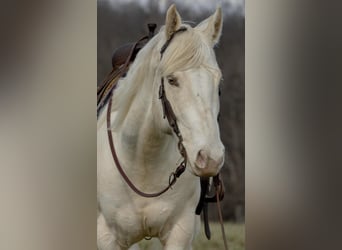 American Quarter Horse, Wałach, 7 lat, Szampańska