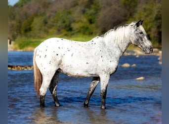 American Quarter Horse, Wałach, 8 lat, 140 cm, Siwa