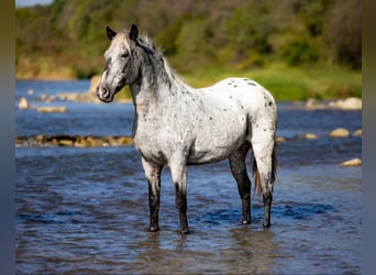 American Quarter Horse, Wałach, 8 lat, 140 cm, Siwa