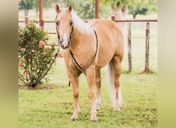 American Quarter Horse, Wałach, 8 lat, 142 cm, Izabelowata