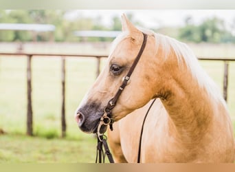American Quarter Horse, Wałach, 8 lat, 142 cm, Izabelowata