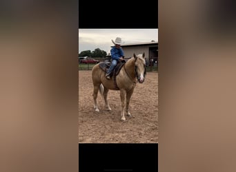 American Quarter Horse, Wałach, 8 lat, 142 cm, Izabelowata