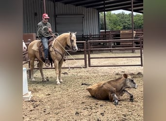 American Quarter Horse, Wałach, 8 lat, 142 cm, Izabelowata