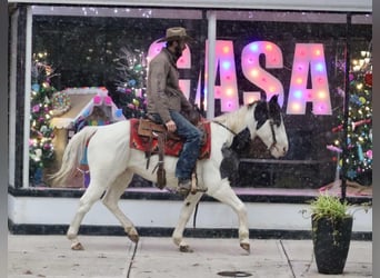 American Quarter Horse, Wałach, 8 lat, 145 cm, Karodereszowata