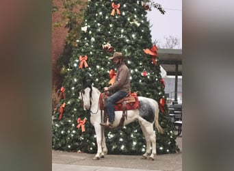 American Quarter Horse, Wałach, 8 lat, 145 cm, Karodereszowata