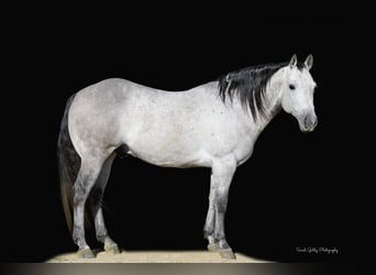 American Quarter Horse, Wałach, 8 lat, 145 cm, Siwa jabłkowita