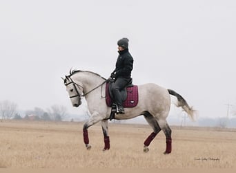 American Quarter Horse, Wałach, 8 lat, 145 cm, Siwa jabłkowita