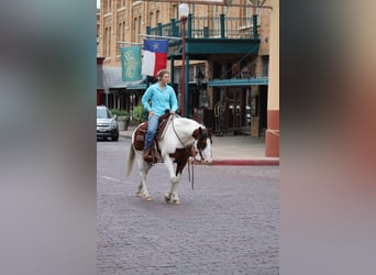 American Quarter Horse, Wałach, 8 lat, 145 cm, Tobiano wszelkich maści