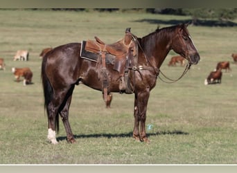 American Quarter Horse, Wałach, 8 lat, 147 cm, Ciemnokasztanowata