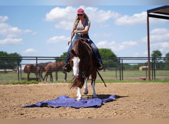 American Quarter Horse, Wałach, 8 lat, 147 cm, Cisawa