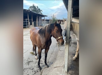 American Quarter Horse, Wałach, 8 lat, 150 cm, Bułana