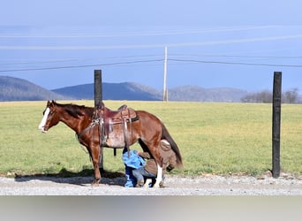 American Quarter Horse, Wałach, 8 lat, 150 cm, Ciemnokasztanowata