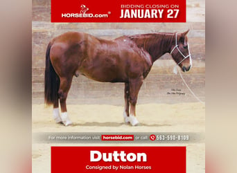 American Quarter Horse, Wałach, 8 lat, 150 cm, Cisawa