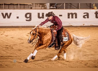 American Quarter Horse, Wałach, 8 lat, 150 cm, Izabelowata