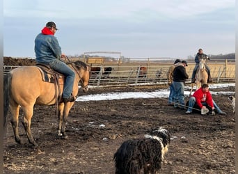 American Quarter Horse, Wałach, 8 lat, 150 cm, Izabelowata