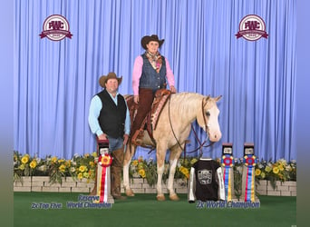 American Quarter Horse, Wałach, 8 lat, 150 cm, Izabelowata