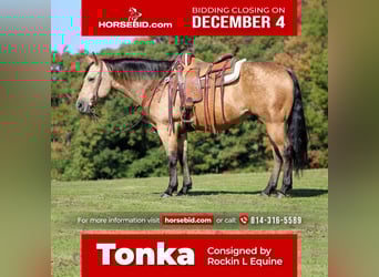 American Quarter Horse, Wałach, 8 lat, 150 cm, Jelenia