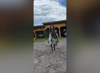 American Quarter Horse, Wałach, 8 lat, 150 cm, Kara