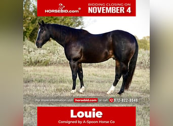 American Quarter Horse, Wałach, 8 lat, 150 cm, Kara