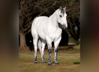 American Quarter Horse, Wałach, 8 lat, 150 cm, Siwa jabłkowita