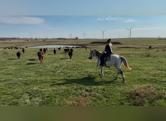 American Quarter Horse, Wałach, 8 lat, 150 cm, Siwa jabłkowita