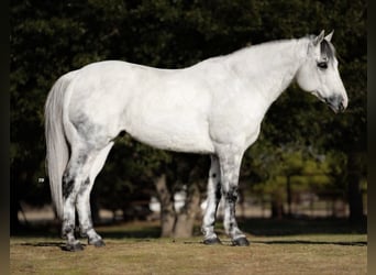 American Quarter Horse, Wałach, 8 lat, 150 cm, Siwa jabłkowita