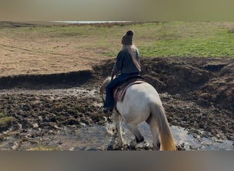 American Quarter Horse, Wałach, 8 lat, 150 cm, Siwa jabłkowita