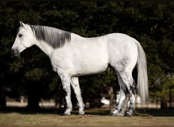 American Quarter Horse, Wałach, 8 lat, 150 cm, Siwa jabłkowita