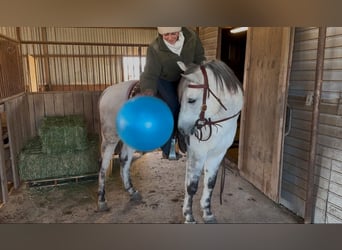 American Quarter Horse, Wałach, 8 lat, 150 cm, Siwa jabłkowita