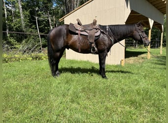 American Quarter Horse, Wałach, 8 lat, 152 cm, Ciemnogniada