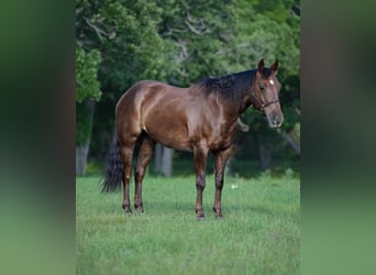 American Quarter Horse, Wałach, 8 lat, 152 cm, Ciemnokasztanowata