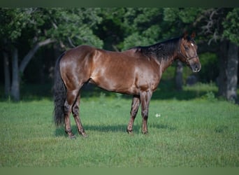 American Quarter Horse, Wałach, 8 lat, 152 cm, Ciemnokasztanowata