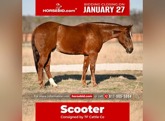 American Quarter Horse, Wałach, 8 lat, 152 cm, Cisawa