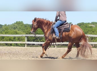 American Quarter Horse, Wałach, 8 lat, 152 cm, Gniada