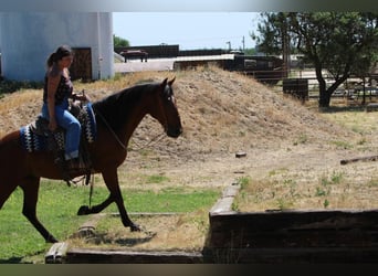 American Quarter Horse Mix, Wałach, 8 lat, 152 cm, Gniada