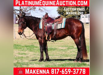 American Quarter Horse, Wałach, 8 lat, 152 cm, Gniada