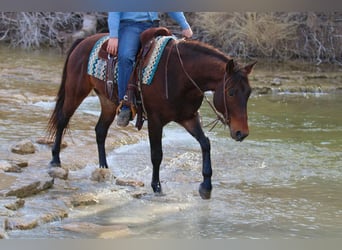 American Quarter Horse, Wałach, 8 lat, 152 cm, Gniada