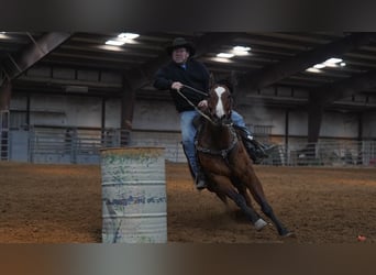 American Quarter Horse, Wałach, 8 lat, 152 cm, Gniada