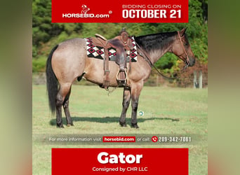 American Quarter Horse, Wałach, 8 lat, 152 cm, Gniadodereszowata