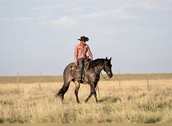 American Quarter Horse, Wałach, 8 lat, 152 cm, Gniadodereszowata