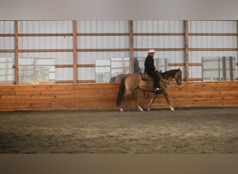 American Quarter Horse, Wałach, 8 lat, 152 cm, Grullo