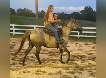 American Quarter Horse, Wałach, 8 lat, 152 cm, Grullo