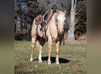 American Quarter Horse, Wałach, 8 lat, 152 cm, Izabelowata