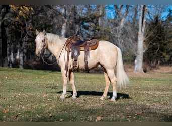 American Quarter Horse, Wałach, 8 lat, 152 cm, Izabelowata