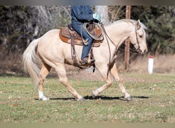 American Quarter Horse, Wałach, 8 lat, 152 cm, Izabelowata