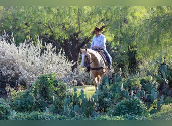 American Quarter Horse, Wałach, 8 lat, 152 cm, Izabelowata