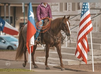 American Quarter Horse, Wałach, 8 lat, 152 cm, Kasztanowatodereszowata